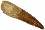 Fossil Spinosaurus Tooth - Real Dinosaur Tooth #311169-1